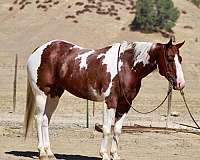 endurance-paint-horse