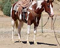 experienced-paint-horse