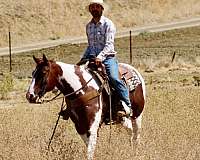 parade-paint-horse