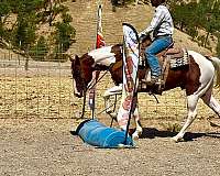 ranch-paint-horse