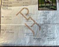 ranch-versatility-paint-horse