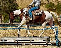 ranch-work-paint-horse