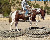 ridden-western-paint-horse