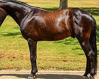 athletic-quarter-pony
