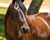 beginner-quarter-pony
