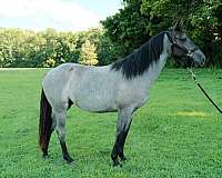athletic-quarter-horse