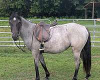 endurance-quarter-horse