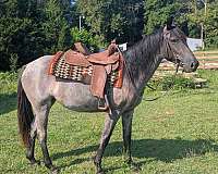 english-pleasure-quarter-horse