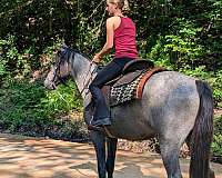 equitation-quarter-horse