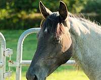 ranch-quarter-horse