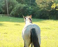 ridden-english-quarter-horse