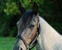 ridden-western-quarter-horse