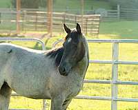trail-quarter-horse