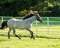trail-riding-quarter-horse