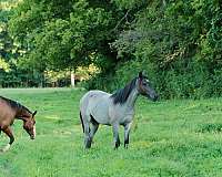 western-riding-quarter-horse