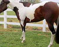 athletic-paint-horse