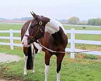 endurance-paint-horse