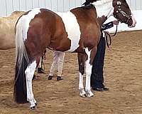 english-pleasure-paint-horse