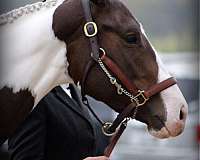 equitation-paint-horse