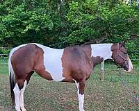 eventing-paint-horse