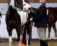 experienced-paint-horse