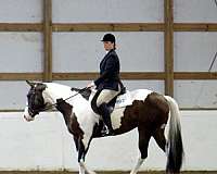 flashy-paint-horse