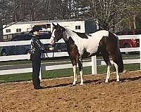 hunt-seat-equitation-paint-horse