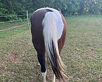hunter-paint-horse