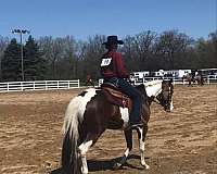 hunter-under-saddle-paint-horse