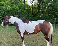 husband-safe-paint-horse