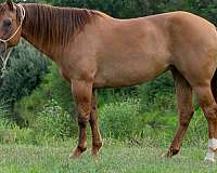 athletic-quarter-horse