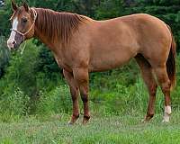 beginner-quarter-horse