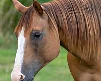 calf-roping-quarter-horse