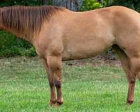 endurance-quarter-horse