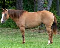 experienced-quarter-horse