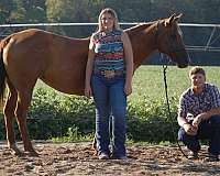 athletic-quarter-horse