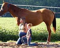 beginner-quarter-horse