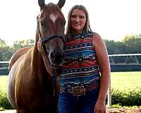 experienced-quarter-horse