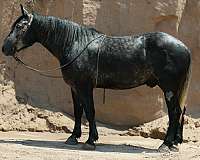 athletic-draft-horse