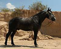 beginner-draft-horse