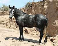 draft-horse