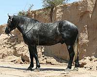 calf-roping-draft-horse