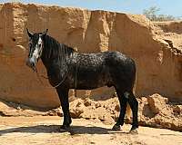 endurance-draft-horse