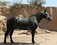 experienced-draft-horse