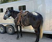 kid-safe-draft-horse
