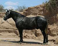 parade-draft-horse