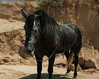 performance-draft-horse
