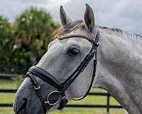 foundation-andalusian-pony