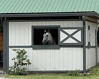 working-andalusian-pony