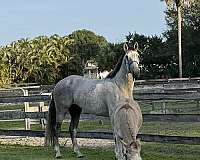 pre-andalusian-pony-stallion